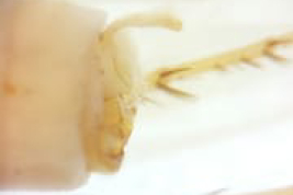 Male genitalia, lateral view (LIESA, CIEMEP)