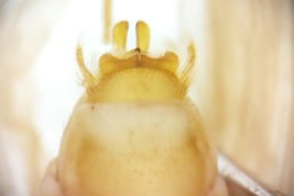 Genitalia macho, vista ventral (LIESA, CIEMEP)