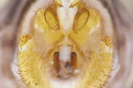 Detail of male genitalia, front view (LIESA, CIEMEP)