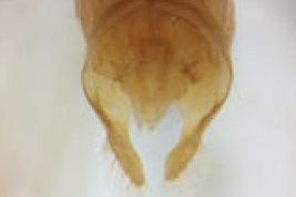 Male genitalia, ventral view (LIESA, CIEMEP)