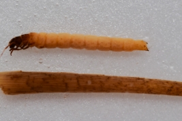 Larva, hábito (LIESA, CIEMEP)