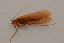 Adulto, hábito (macho) (LIESA, CIEMEP)