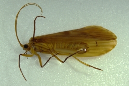 Adult, habitus (male) (LIESA, CIEMEP)