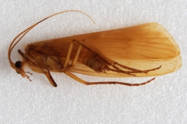 Adult, habitus (male) (LIESA, CIEMEP)