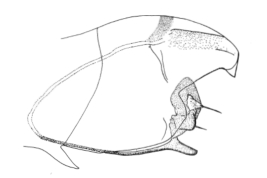 Genitalia macho, vista lateral. Tomado de Angrino (1995)