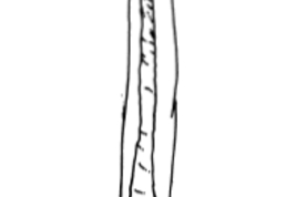 Edeago. Tomado de Angrisano (1995)