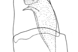 Male genitalia, lateral view. Taken from  Angrino (1995)