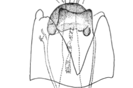 Male genitalia, ventral view. Taken from Angrisano (1995)