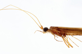 Adult, habitus.