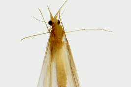 Adult, habitus.