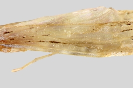 Adult, habitus.