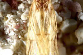 Adult, habitus.